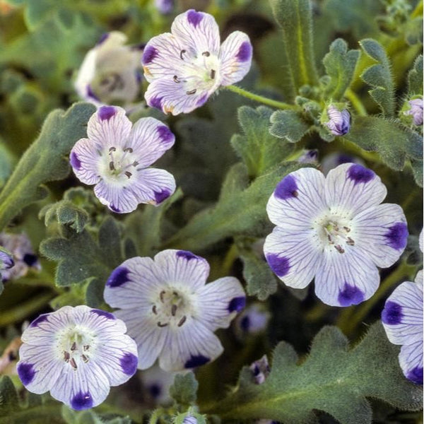 Kärleksblomster