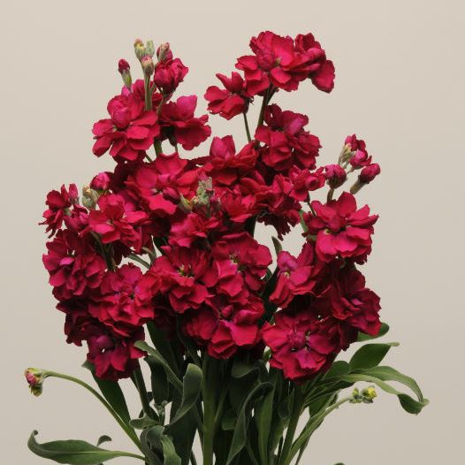 Lövkoja ´Katz Ruby´