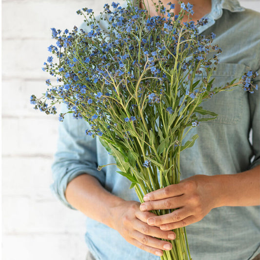 Kinesisk förgätmigej ´Firmament´