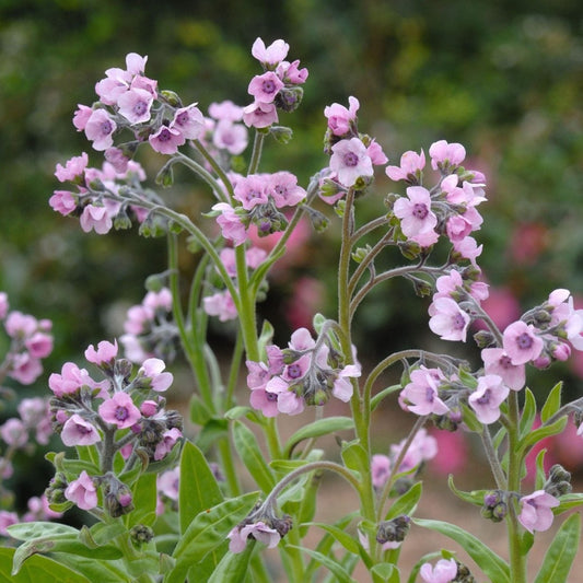 Kinesisk förgätmigej ´Mystery Rose´