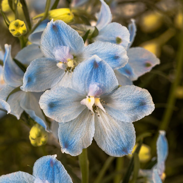 Kinesisk riddarsporre ´Hunky Dory Sky Blue´