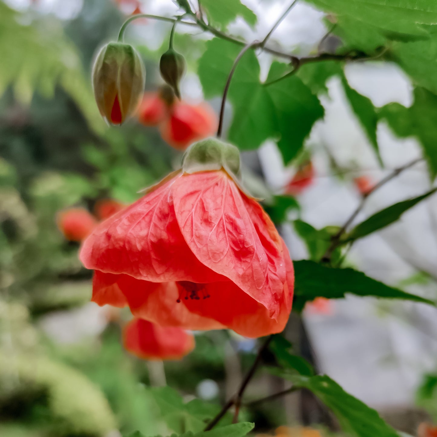 Klockmalva/Blomsterlönn