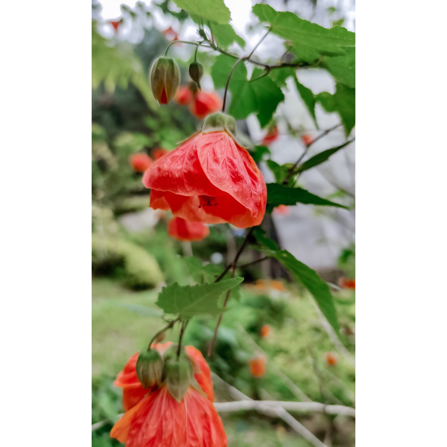 Klockmalva/Blomsterlönn