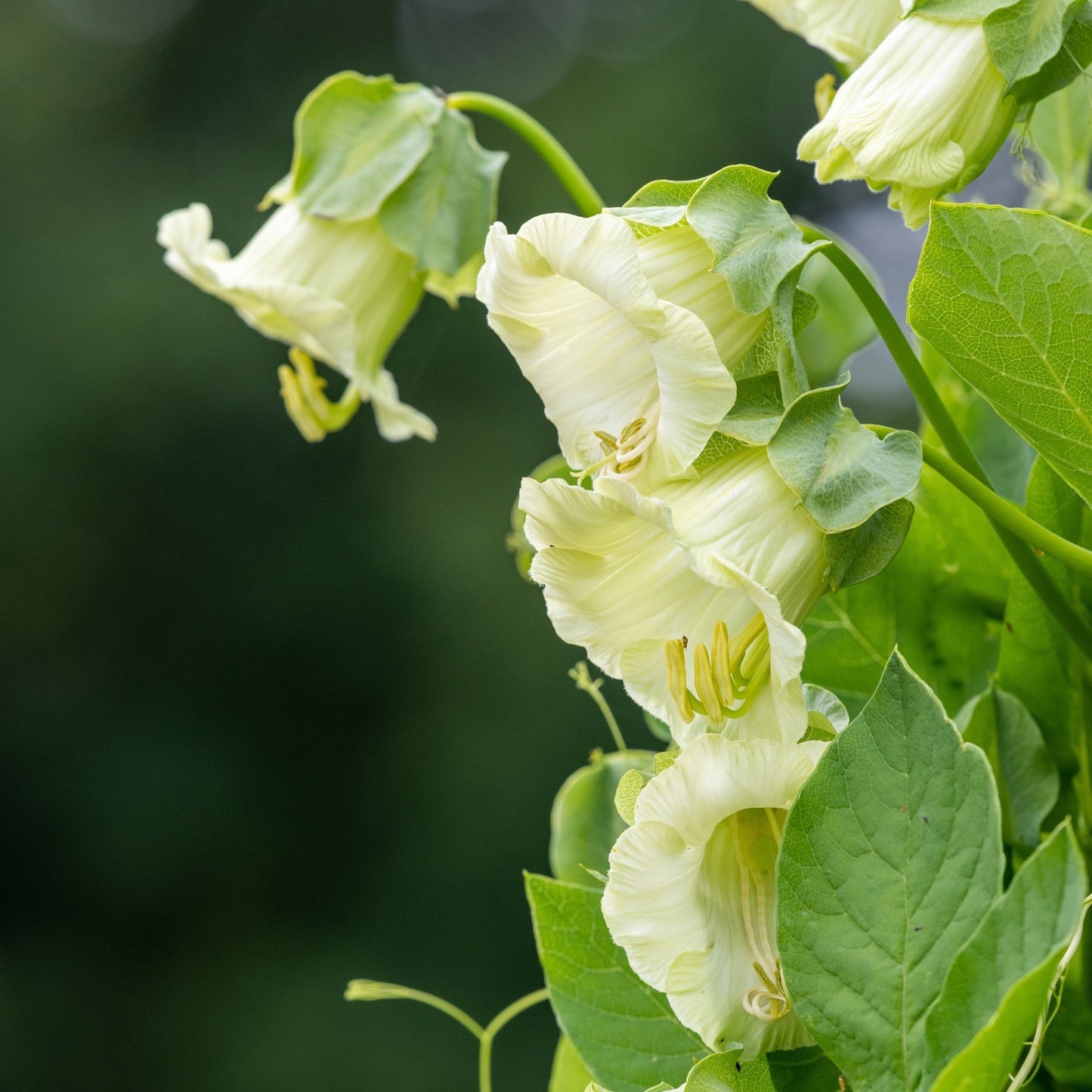 Klockranka, vit ´Alba´