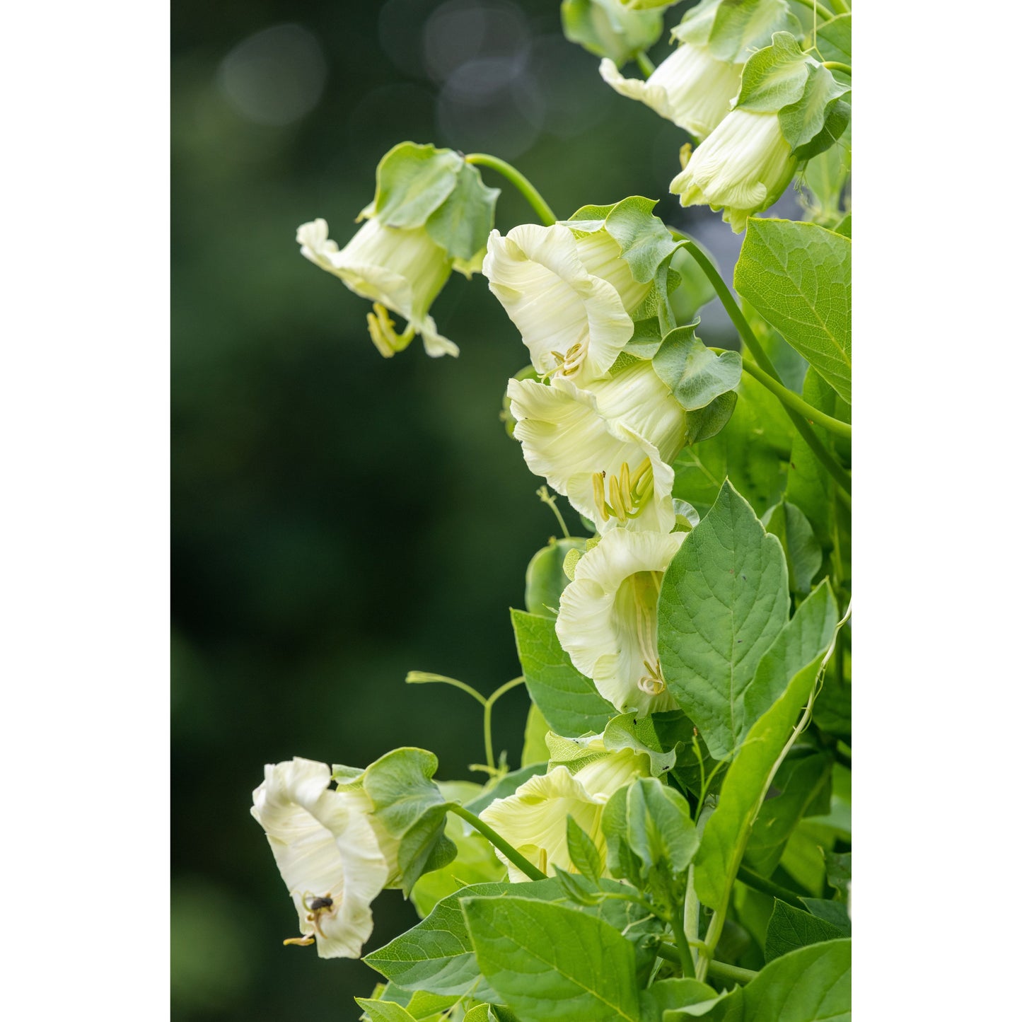 Klockranka, vit ´Alba´