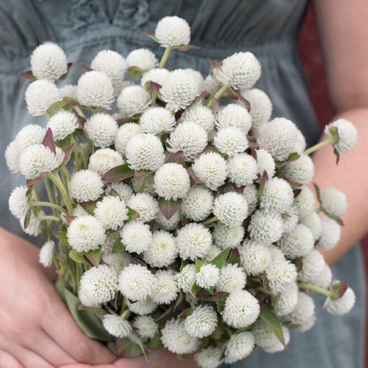 Klotamarant ´Audray White´