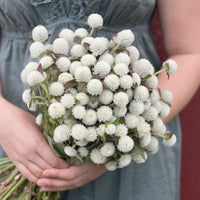 Klotamarant ´Audray White´