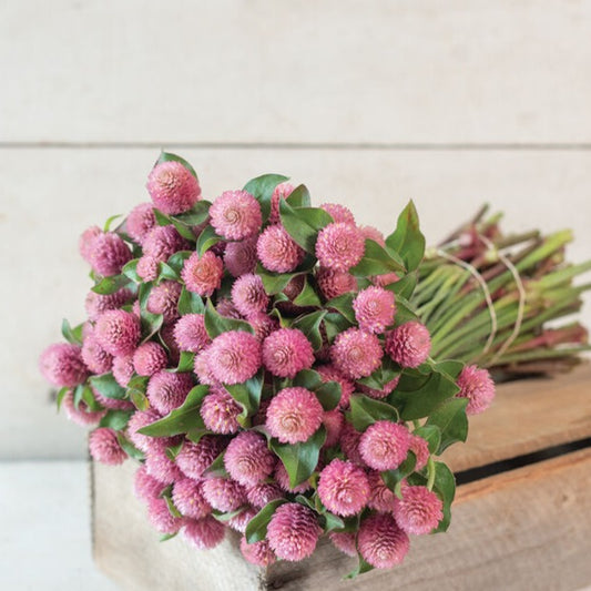 Klotamarant ´Raspberry Cream´