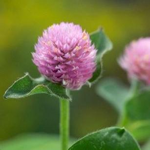 Klotamarant ´Salmon Pastel´