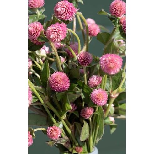 Klotamarant ´Salmon Pastel´