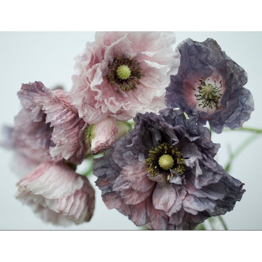 Kornvallmo ´Amazing Grey´