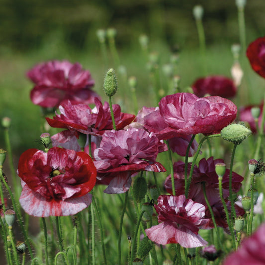 Kornvallmo ´Burgundy Bigalow´