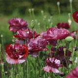 Kornvallmo ´Burgundy Bigalow´