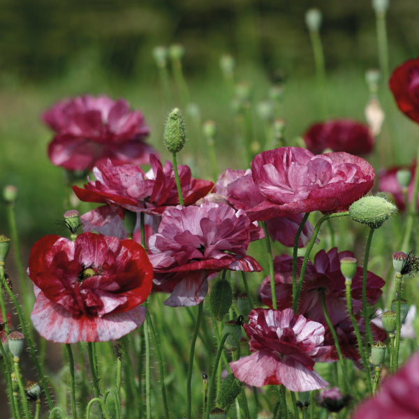 Kornvallmo ´Burgundy Bigalow´