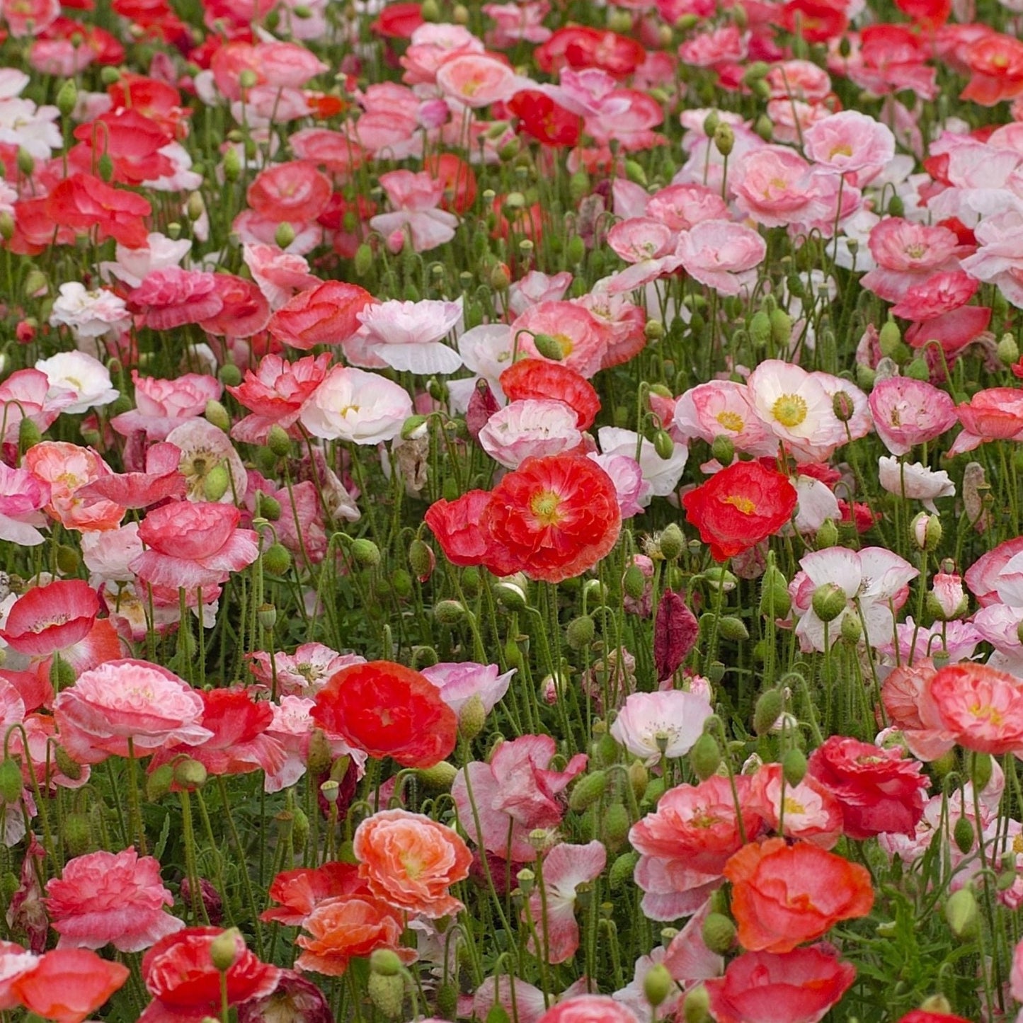 Kornvallmo ´Falling in Love´