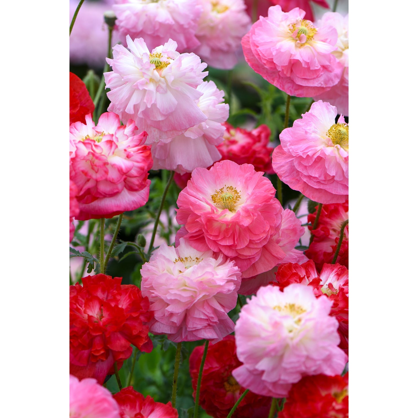 Kornvallmo ´Supreme´