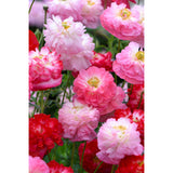 Kornvallmo ´Supreme´