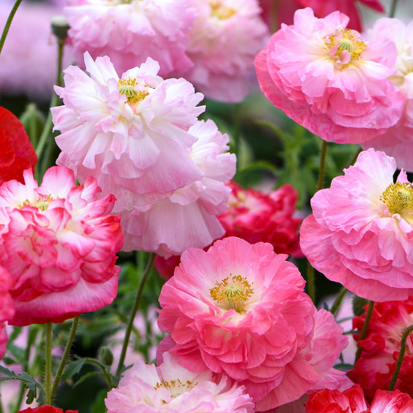 Kornvallmo ´Supreme´