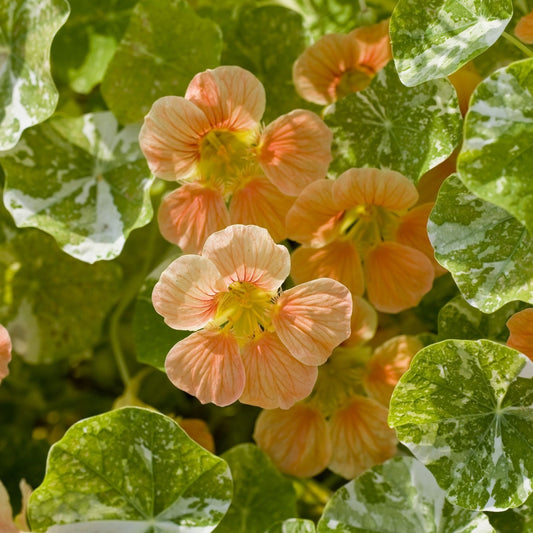 Buskkrasse ´Tip Top Alaska Salmon´