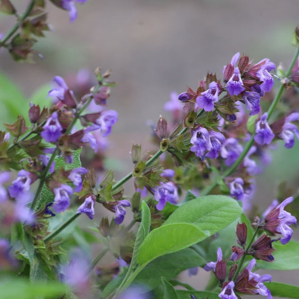 Kryddsalvia
