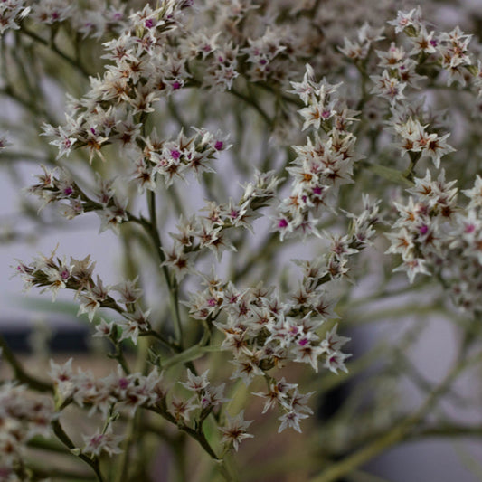 Kvastrisp ´Woodcreek´