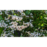 Kvastrisp ´Woodcreek´