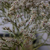 Kvastrisp ´Woodcreek´