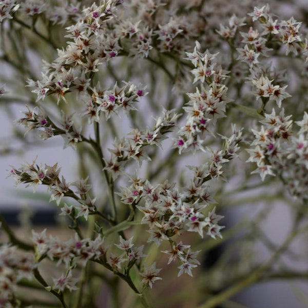 Kvastrisp ´Woodcreek´