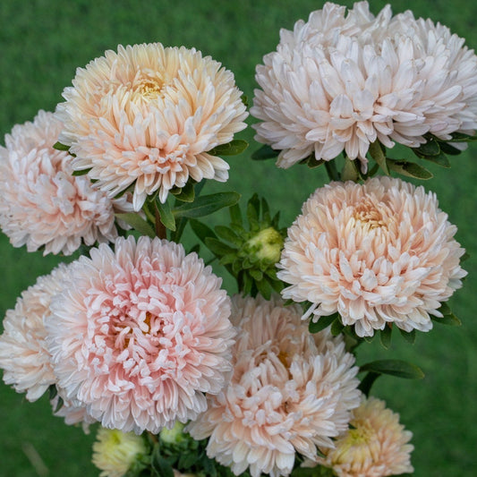 Sommaraster ´Lady Coral Chamois´