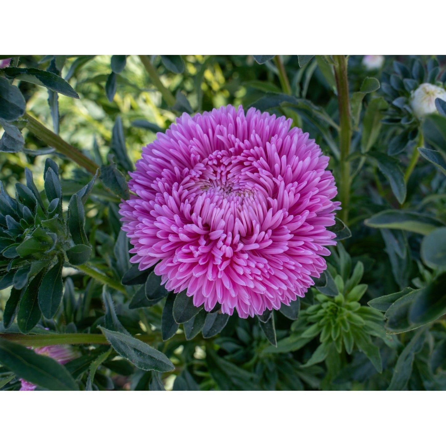 Sommaraster ´Lady Coral Light Rose´