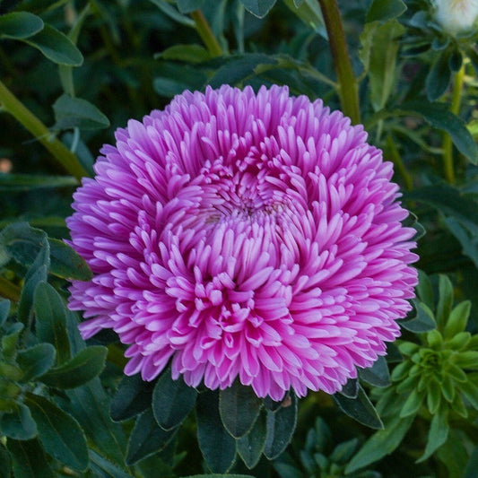 Sommaraster ´Lady Coral Light Rose´