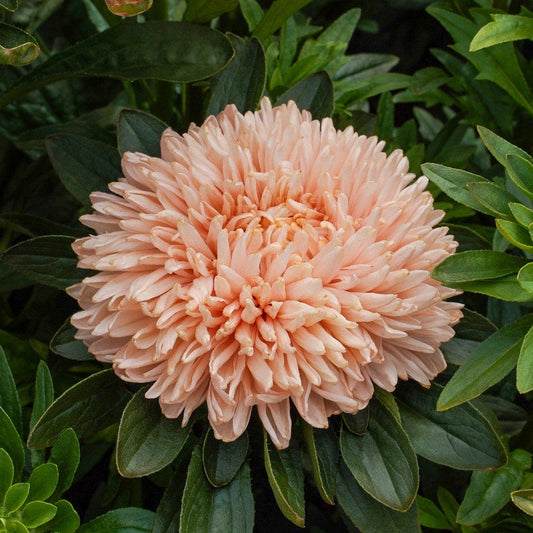 Sommaraster ´Lady Coral Salmon´