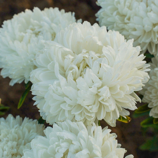 Sommaraster ´Lady Coral White´