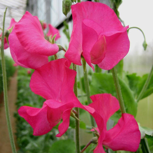 Luktärt ´Spring Sunshine Cerise´