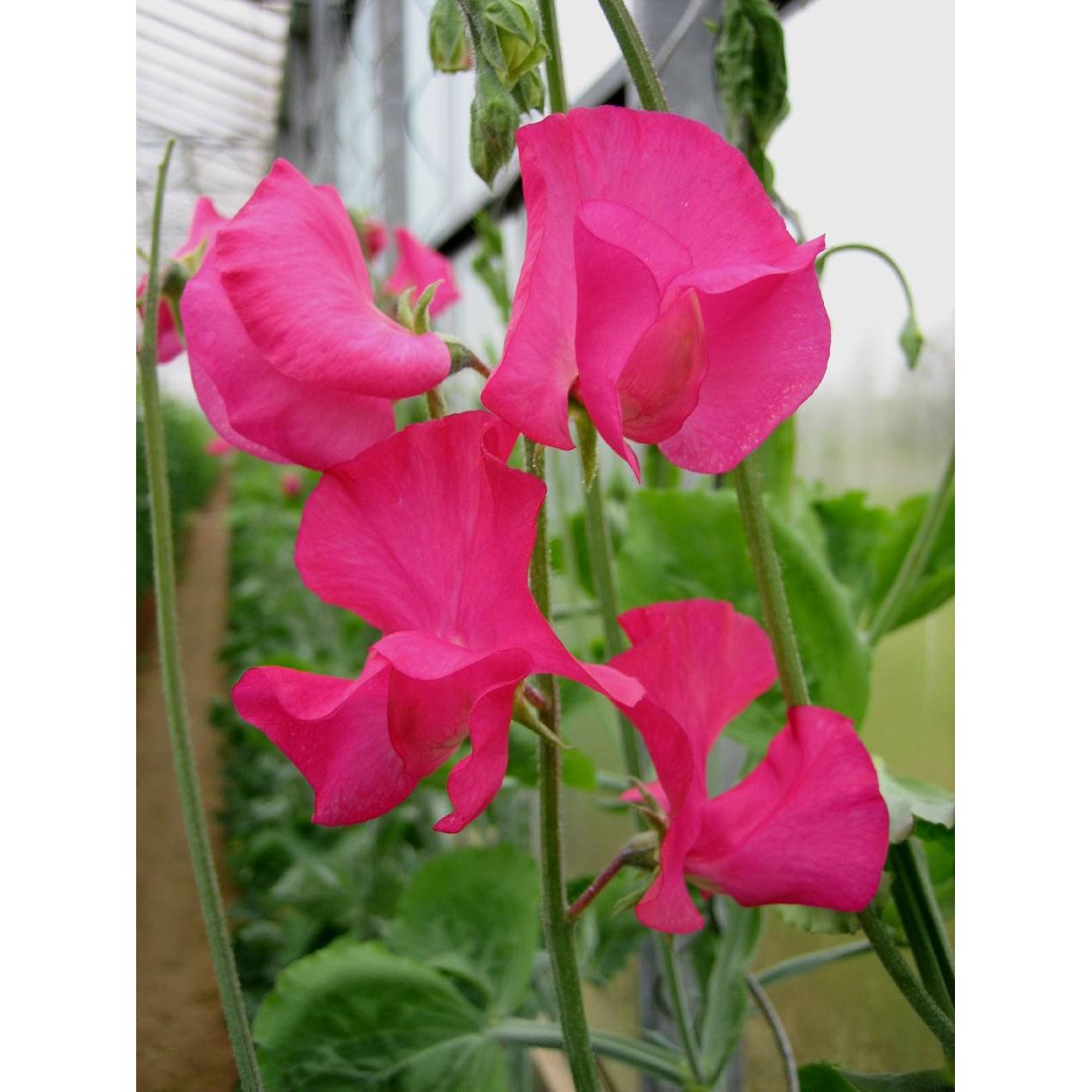 Luktärt ´Spring Sunshine Cerise´