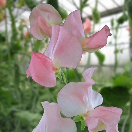 Luktärt ´Spring Sunshine Nancy´