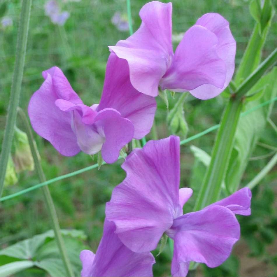 Luktärt ´Spring Sunshine Mauve´