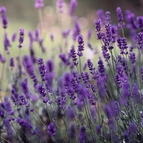 Lavendel
