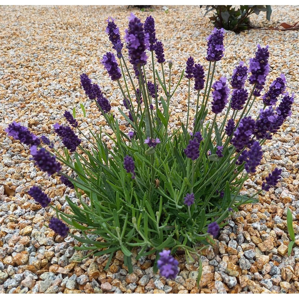 Lavendel ´Hidcote´