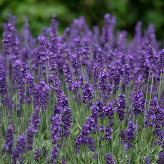 Lavendel ´Hidcote´