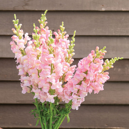 Lejongap ´Avignon Light Rose´ F1