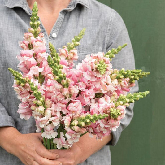 Lejongap ´Bridal Pink´ F1