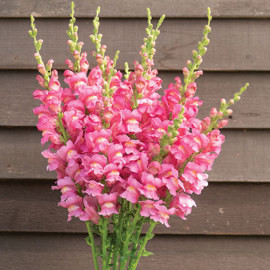 Lejongap ´Costa Rose´ F1