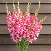 Lejongap ´Costa Rose´ F1