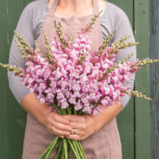 Lejongap ´Costa Summer Lavender´ F1