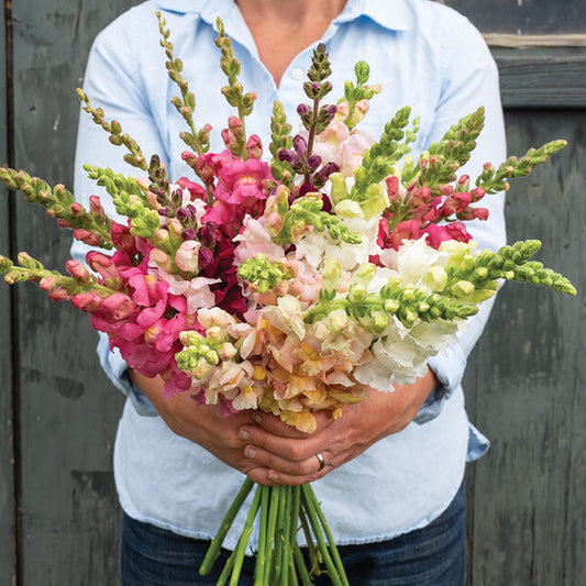 Lejongap ´Costa Mix´ F1