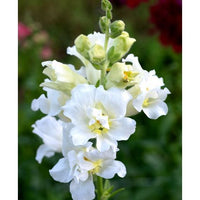 Lejongap ´Madame Butterfly Ivory´ F1