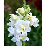 Lejongap ´Madame Butterfly Ivory´ F1
