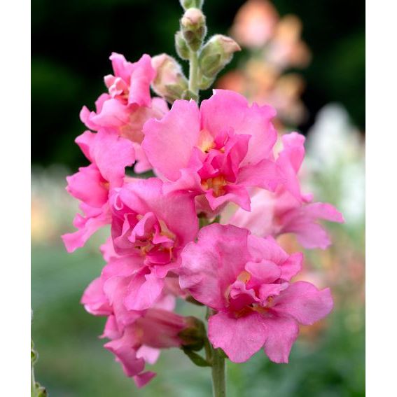 Lejongap ´Madame Butterfly Rose´ F1