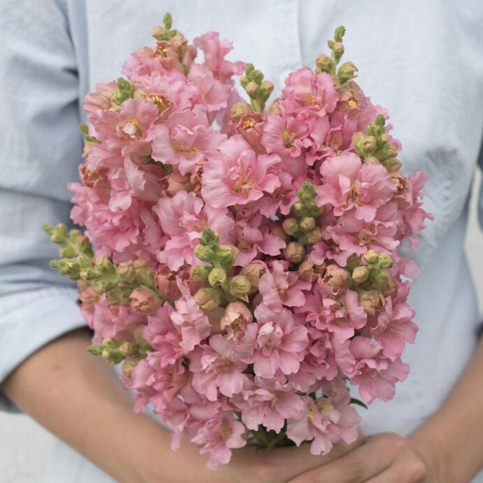 Lejongap ´Madame Butterfly Pink´ F1